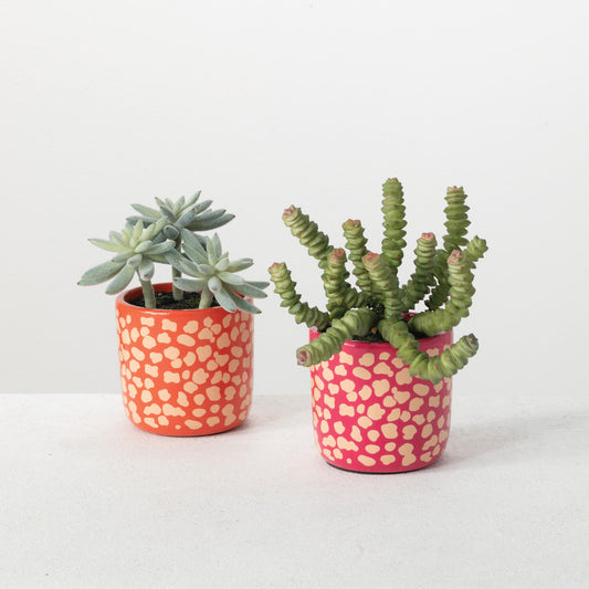 Potted Succulents