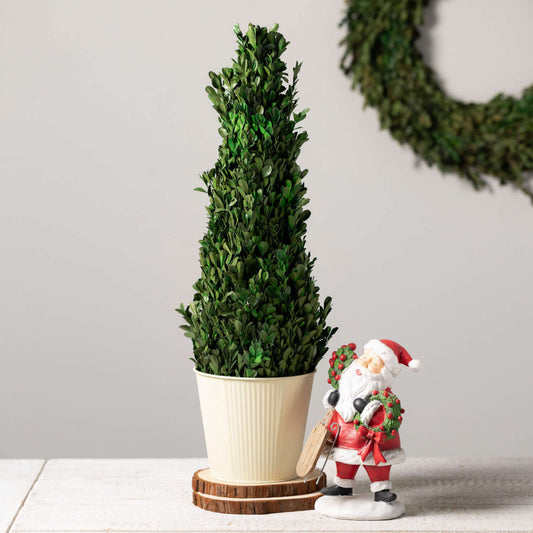 Potted Boxwood Tree