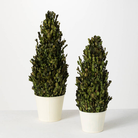 Potted Boxwood Tree