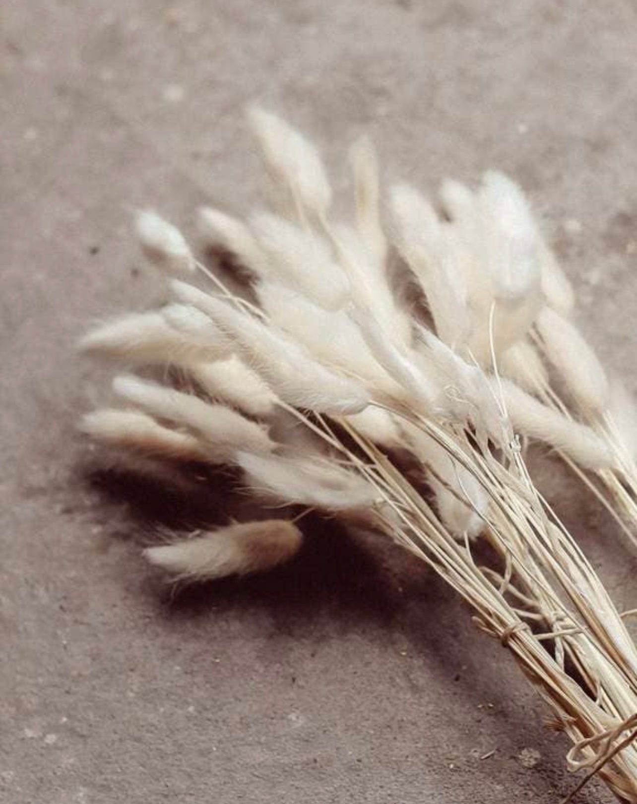 White Hare-Tail Grass