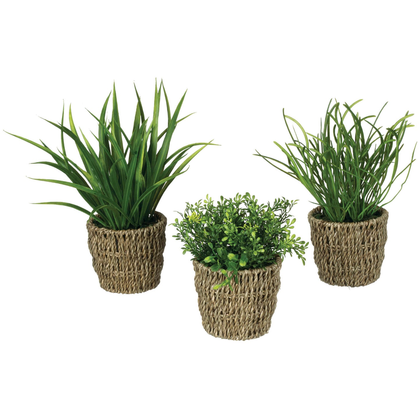 Foliage Plant in Basket