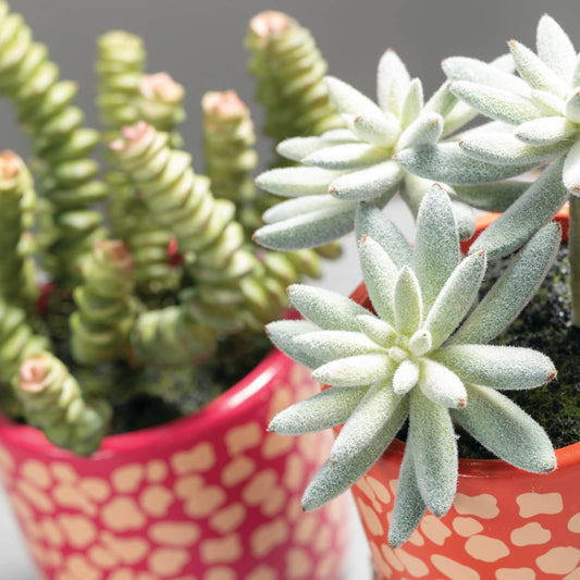 Potted Succulents