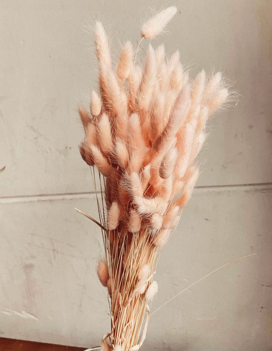 Pink Blush Hare-Tail Grass